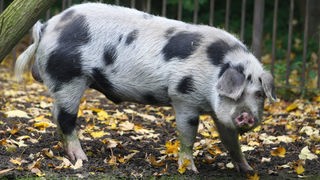 Bentheimer Schwein
