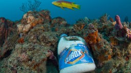 Fisch schwimmt über einer Plastikflasche und Korallen auf dem Grund des Atlantiks.