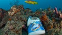 Fisch schwimmt über einer Plastikflasche und Korallen auf dem Grund des Atlantiks.