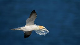 Vogel fliegt mit Plastikmüll im Schnabel.