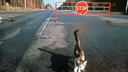 Ein Katze vor einer Straßensperre in der Nähe von Tschernobyl