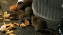 Ratten sitzen vor Mülltonne und knabbern an weggeworfenen Fritten.