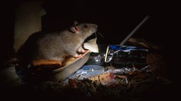 Ratte sitzt in Dunkelheit in Müllresten und wird von einer Lampe angestrahlt.