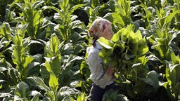 Eine Frau geht mitten durch ein Tabakpflanzenfeld und hält einen Bund Pflanzen im Arm