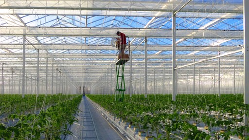 Ein Mann verschneidet Tomatenpflanzen in einem riesigen Gewächshaus.