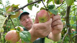 Ein Obstbauer pflückt reife Äpfel.