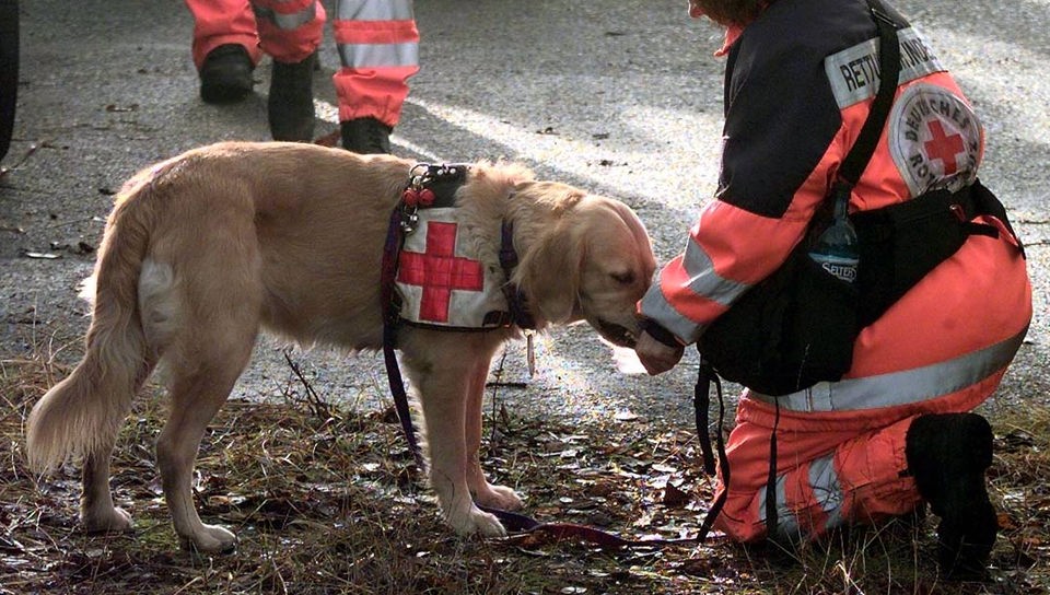 Sanitäter gibt Rettungshund vom Roten Kreuz zu trinken.