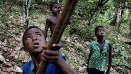 Drei Jungen bei der Kakaoernte an der Elfenbeinküste. 