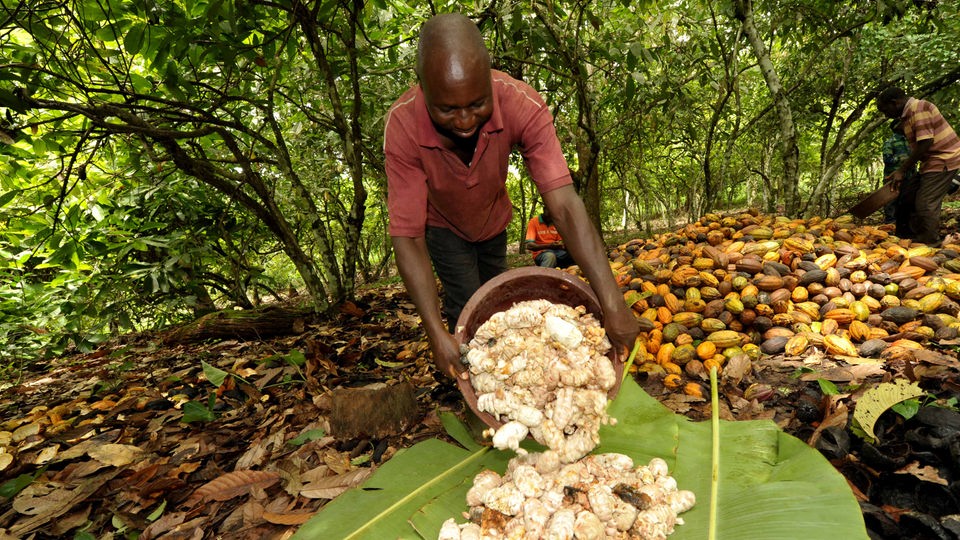 Arbeiter bei der Kakaoernte an der Elfenbeinküste.