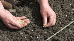 Hände streuen Samen auf Erde.
