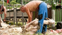 Mann mit nacktem Oberkörper hält Schaf zwischen den Beinen fest und schert es.