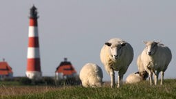 Schafe stehen auf Deich, im Hintergrund ein rot-weiß gestreifter Leuchtturm.