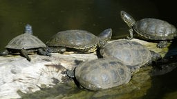 Fünf Europäische Sumpfschildkröten sonnen sich am Wasser.