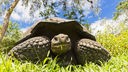 Galapagos-Riesenschildkröte im Gras.