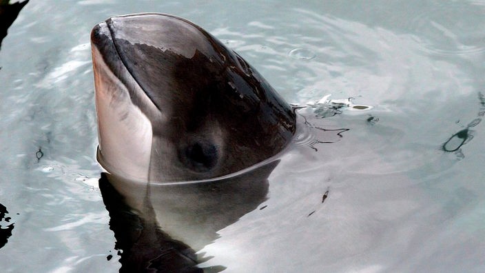 Der Kopf eines Schweinswals taucht aus dem Wasser auf.