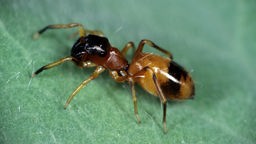 Ameisenspringspinne sitzt auf Blatt.