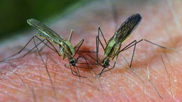Zwei Malariamücken saugen Blut auf menschlicher Haut.