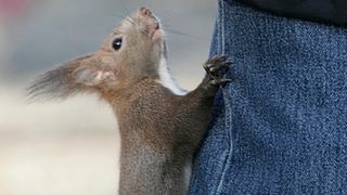 Eichhörnchen klettert an Hosenbein hoch.