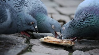 Drei Tauben picken an einem Stück Brot, das auf Kopfsteinpflaster liegt.