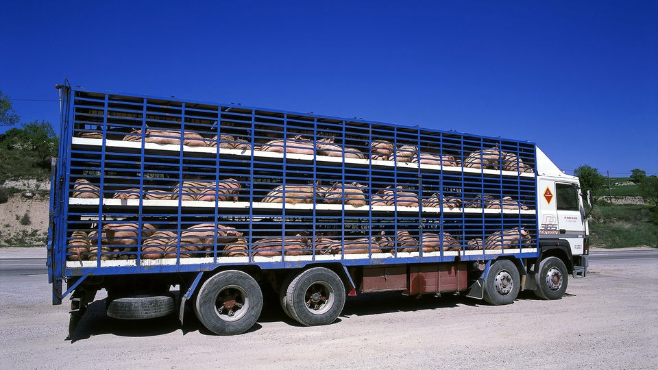 Schweine werden in einem LKW zum Schlachthof transportiert.