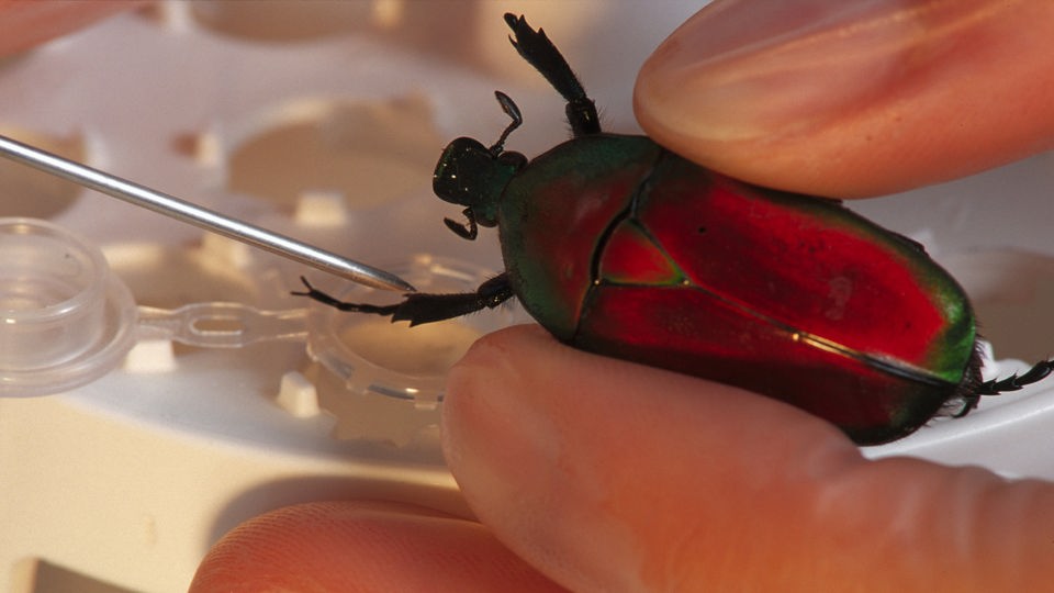 Hand in Plastikhandschuhen hält einen Käfer, von der Seite nähert sich eine Spritzennadel.