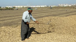 Ein Bauer in der Provinz Adana arbeitet auf dem Feld. Im Hintergrund eine Siedlung.
