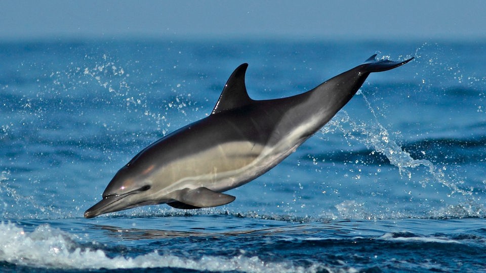 Delfin springt aus dem Meer.