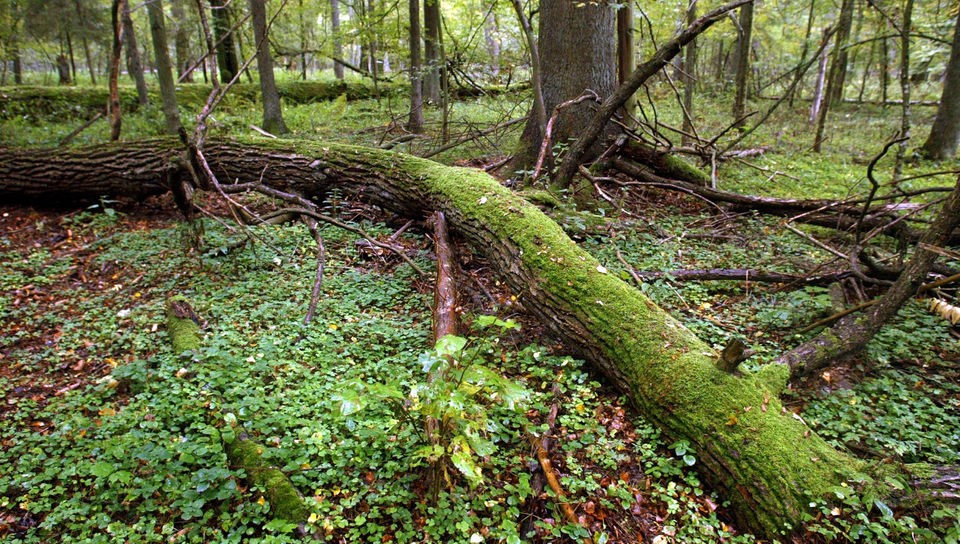 Ein moosüberwucherter Baumstamm liegt auf Waldboden.