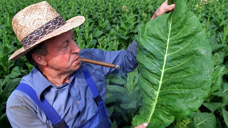 Tabakbauer mit Strohhut und Zigarre im Mund hält Blatt der Tabakpflanze hoch.