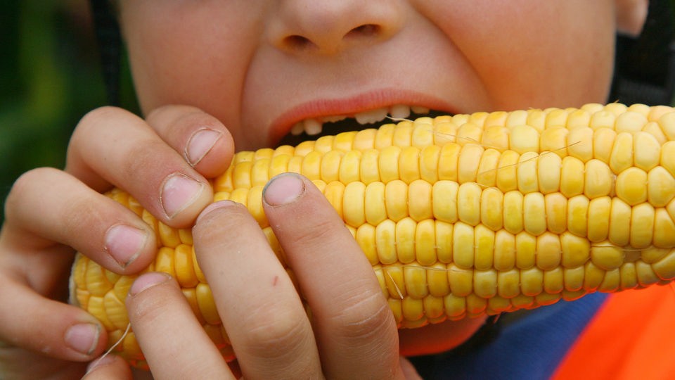 Kind beißt in Maiskolben.