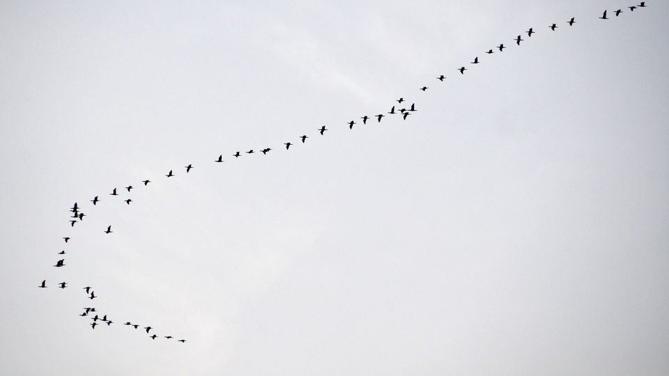 Zugvögel fliegen in V-Formation am Himmel