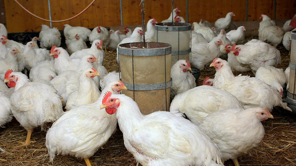 Eine Gruppe Hühner im Stall