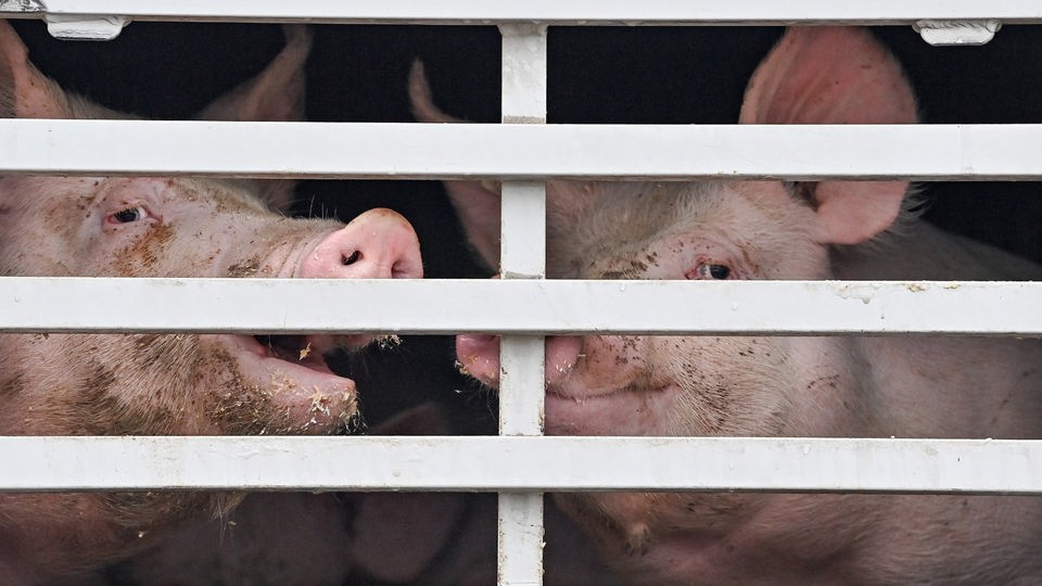Zwei Schweine hinter Gitterstäben.