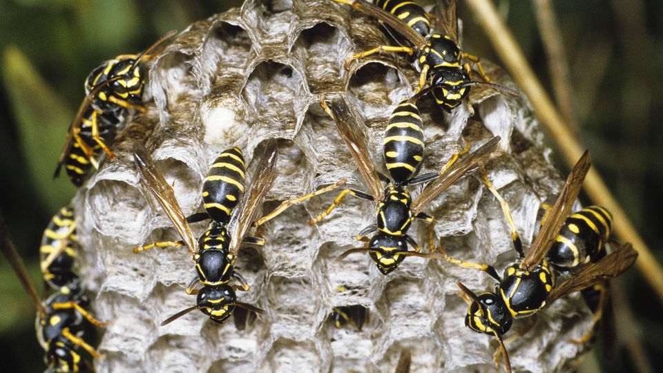 Wespen sitzen auf einem Wespennest.