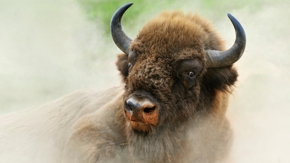 Europäischer Bison liegt in Staubwolke.
