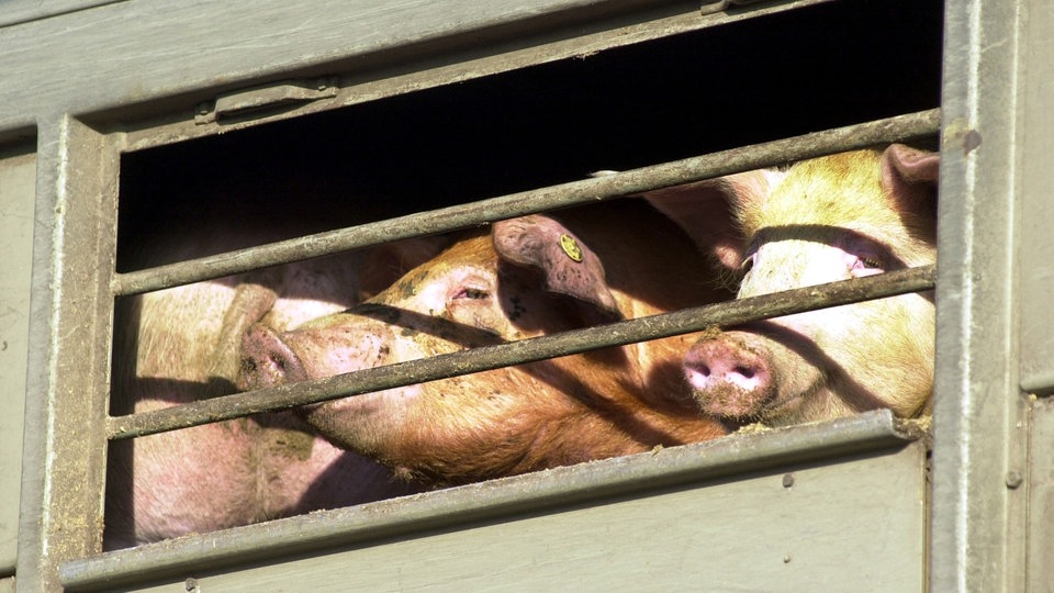Schweine gucken durch die Gitter eines LKW