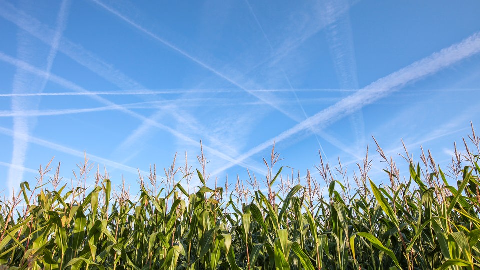 Kondensstreifen am blauen Himmel über einem Maisfeld.