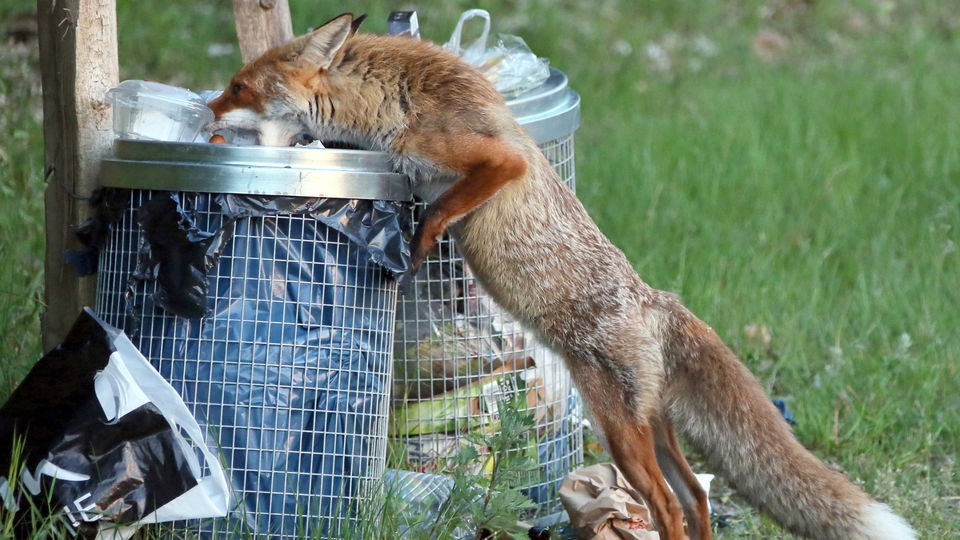 Ein Fuchs sucht Nahrung in einem Mülleimer.