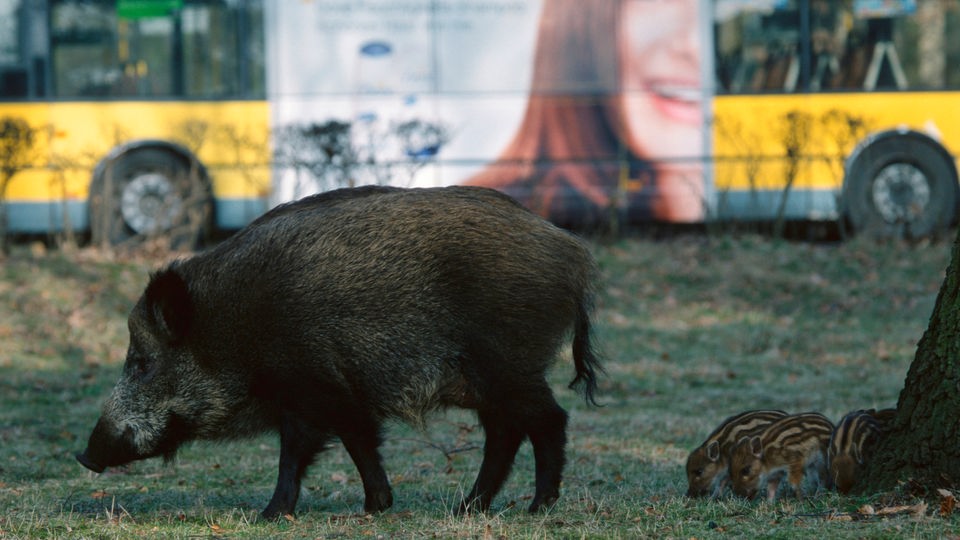 Eine Wildschweinfamilie vor einem vorbeifahrenden Bus.