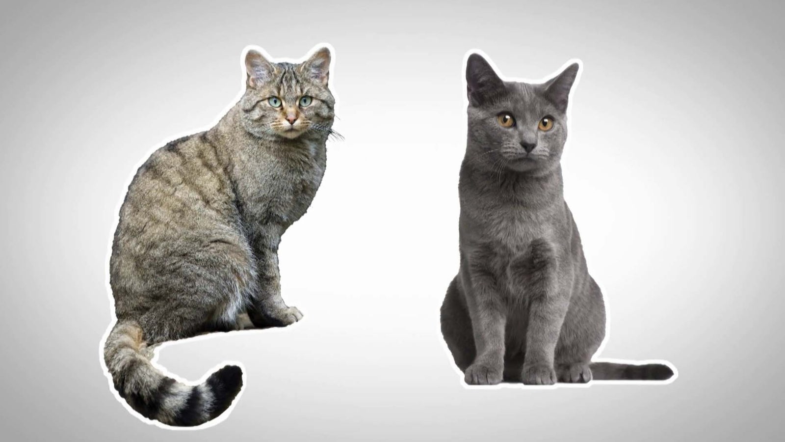 Wildkatzen sind mit der Hauskatze zwar eng verwandt, aber es gibt auch große Unterschiede: Das Fell der Hauskatzen ist kürzer, der Schwanz meist glatt und am Ende spitz.