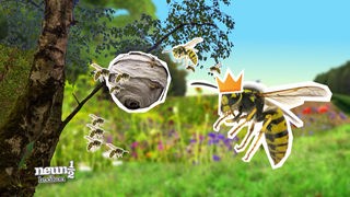 Animation: Große Wespe mit Krone auf dem Kopf fliegt vor Wespennest.