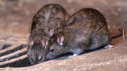 Zwei Ratten sitzen auf einem Gulli-Deckel.