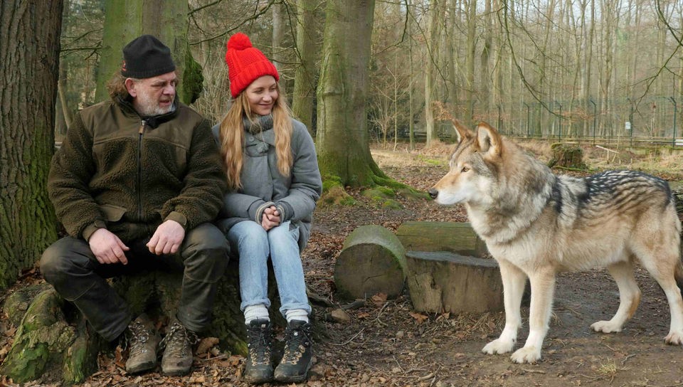 Jana und der Wolfsexperte Matthias sitzen auf einem Baumstumpf im Wolfsgehege. Sie schauen einen Wolf an, der neben ihnen steht. 