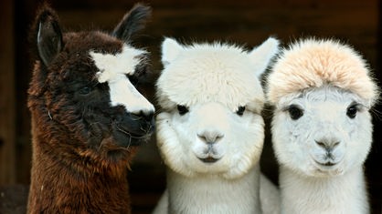 Drei Alpaka-Köpfe nebeneinander, zwei mit hellem und eins mit dunklem Fell.