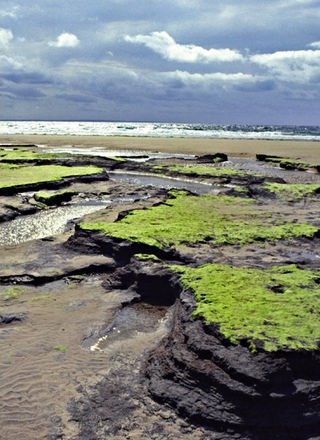Algen bilden grüne Flecken im Schlick des Wattenmeers.; Rechte: WDR | imago