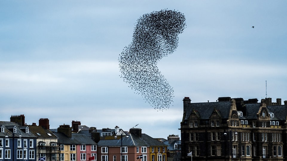 Vogelschwarm über Stadt