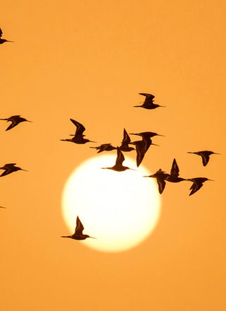 Zugvögel fliegen vor Sonnenuntergang.; Rechte: picture alliance / Nature in Stock