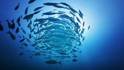 Wie entsteht ein Fischschwarm? (Wie koordinieren sich die Fische?) 