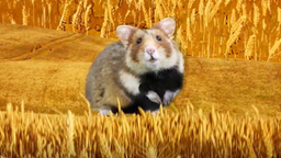 Warum haben Hamster Backentaschen, und was ist „hamstern“? 