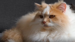 Warum schnurren Katzen? 